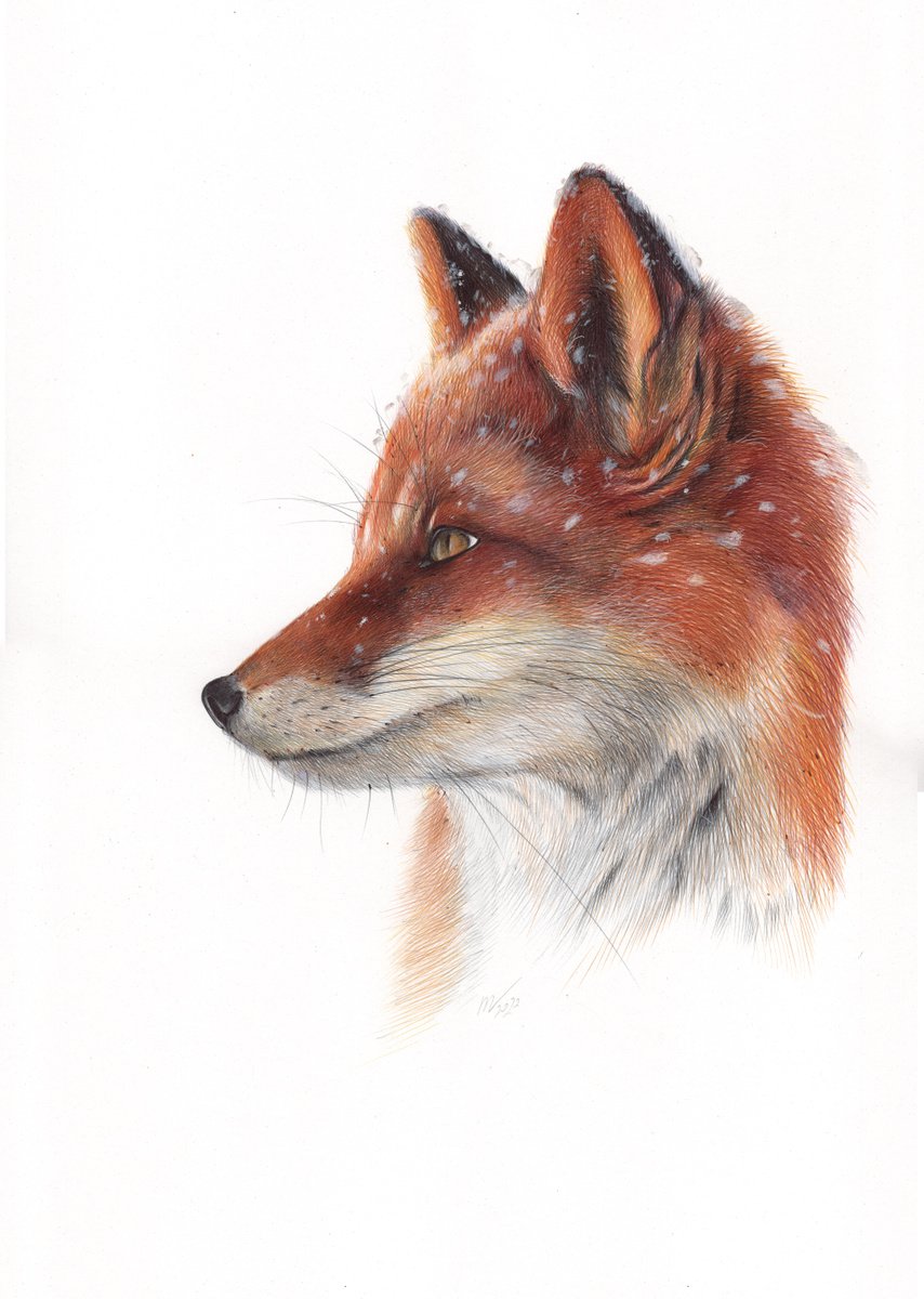Photorealistic Animal Drawing By Daria Maier, 14 X 20, Red Fox, Original Artwork