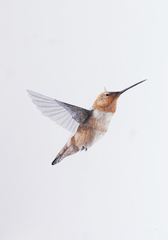 Hummingbird Brown sketch