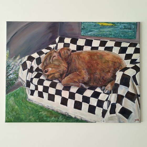 Highlander Cow At Home