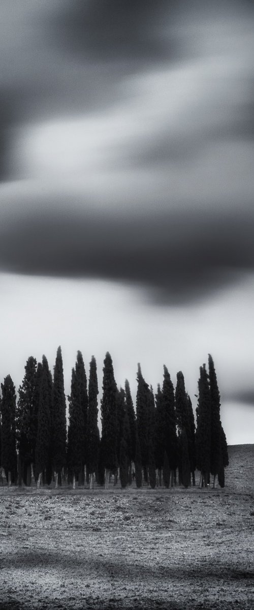 I Cipressini (studio 6) by Karim Carella