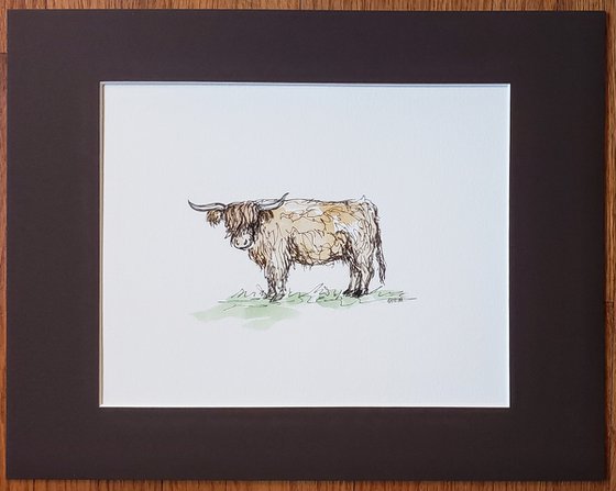 Wildlife - Cows - "Highlander"