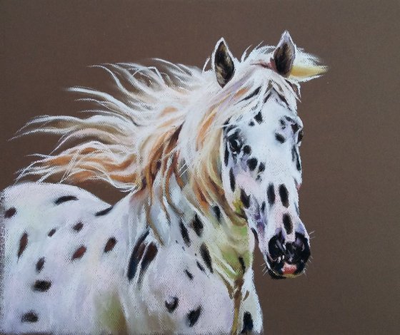 A portrait of Appaloosa horse