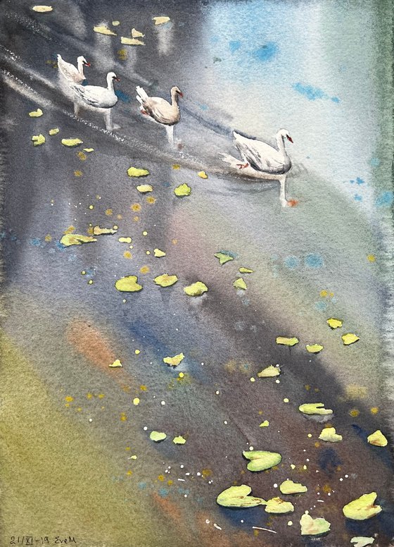 Swans in the pond. Watercolor artwork.