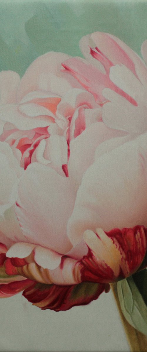 Small pink peony by Julia Diven