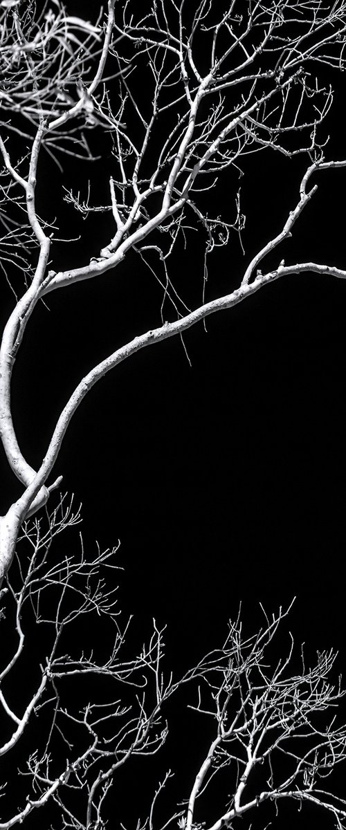 Veins of Light by Nick Psomiadis