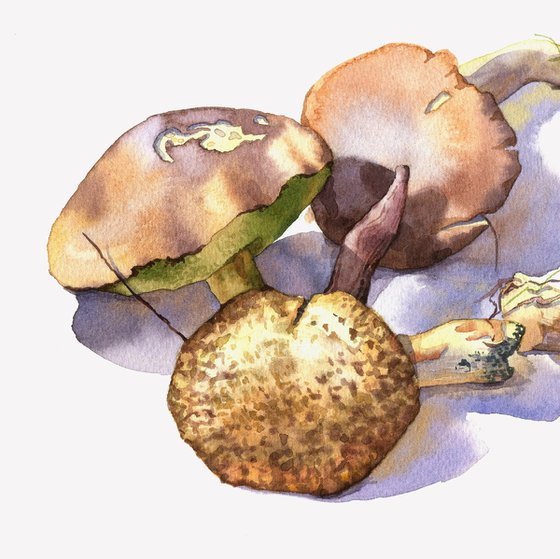 Ukrainian watercolour. Silent hunting. Mushrooms