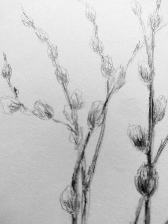 Spring Awakening.Sketch. Original pencil drawing.