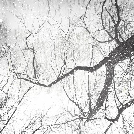 Branches of Time