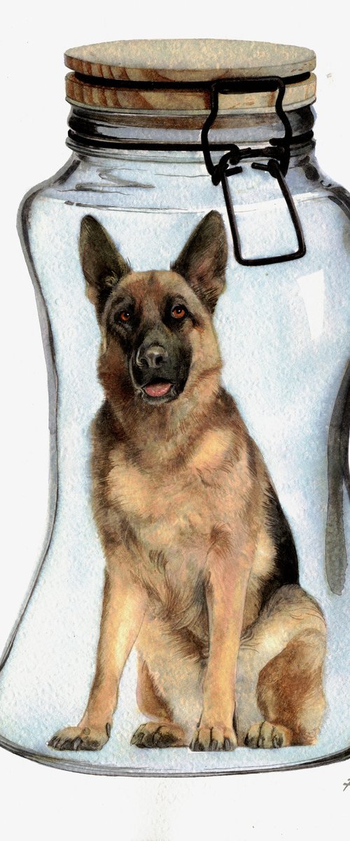 German shepherd in Jar V by REME Jr.