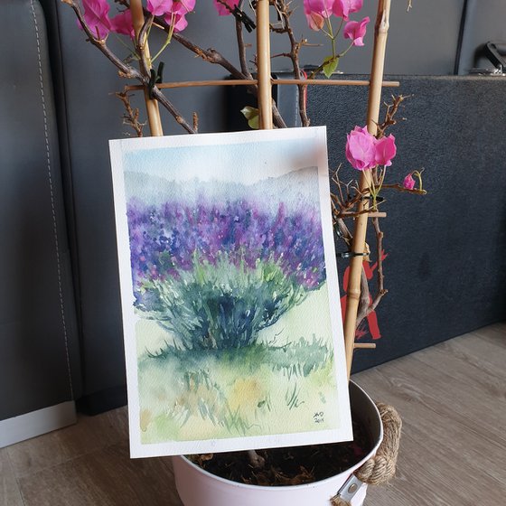French lavender plant