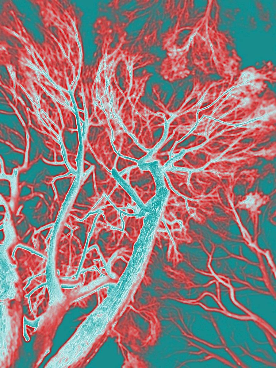 Photorealistic Abstract Photograph By Mattia Paoli, 42 X 56", Abc#199 Thought Pine Cage #2, Original Artwork