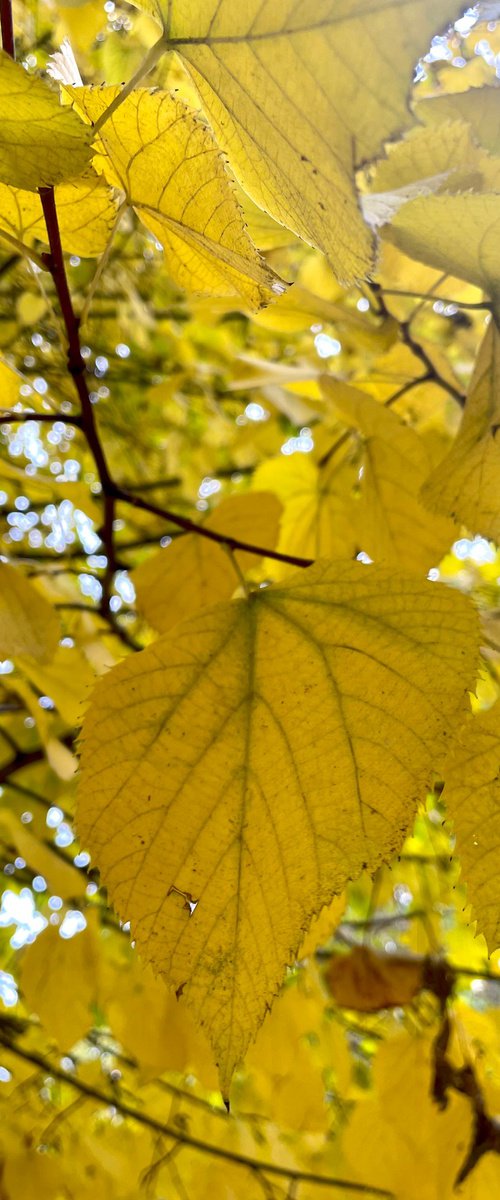 NT#147 yellow autumn #3 by Mattia Paoli