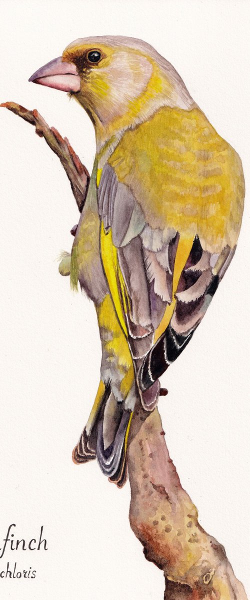 Greenfinch by Lisa Lennon