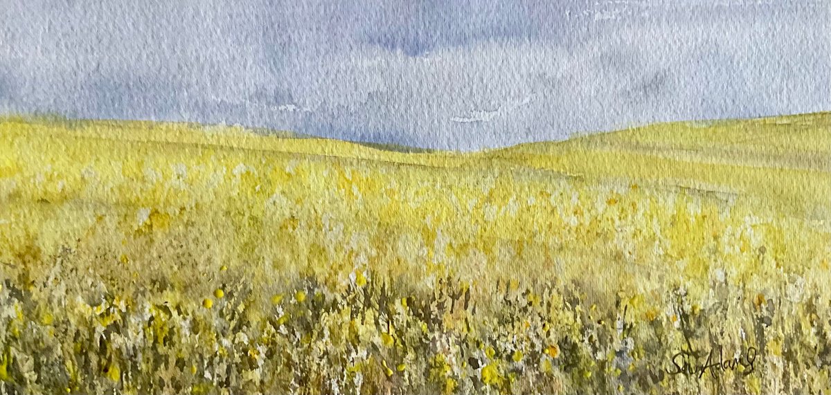 Dorset rapeseed fields by Samantha Adams