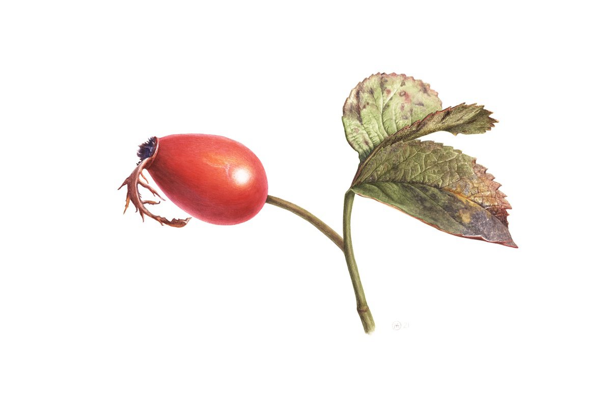 Photorealistic Botanical Watercolour By Yuliia Moiseieva, 22 X 15", Rosehip Dragon, Original Artwork