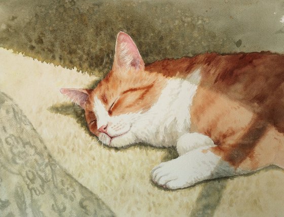 Cat Sleeping in the Sun