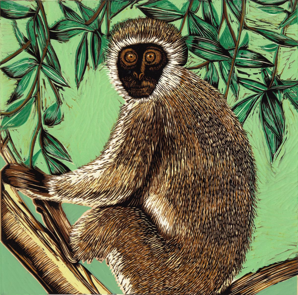 Vervet Monkey, Samburu by Marian Carter