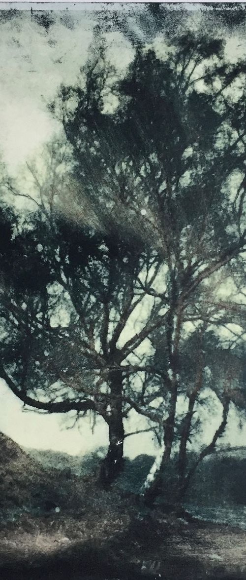 Wild Birches by Diane McLellan