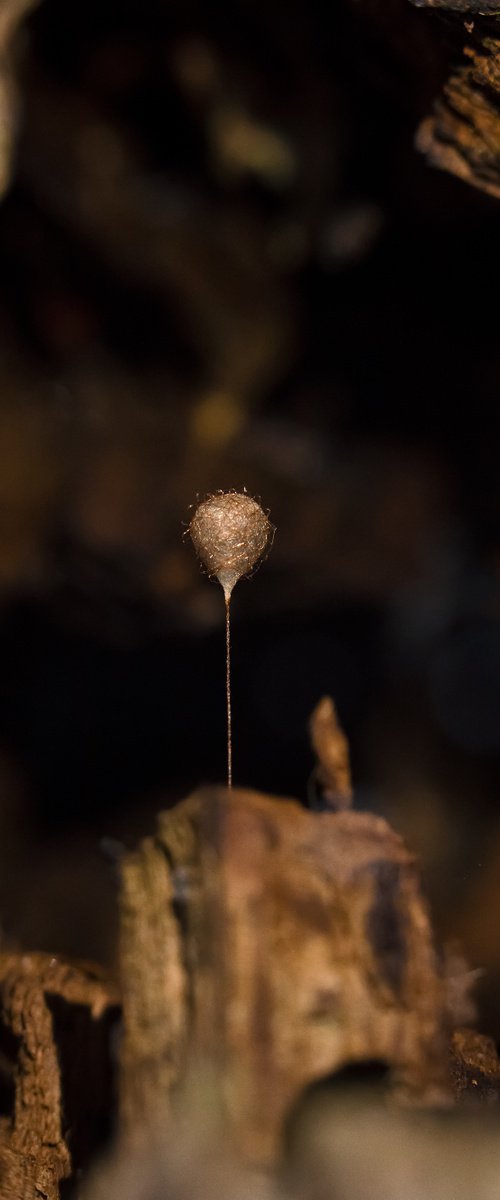 Golden Balloon by Inna Etuvgi