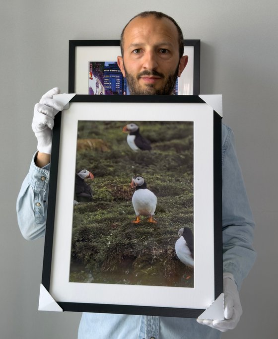 THE PUFFIN GAZE