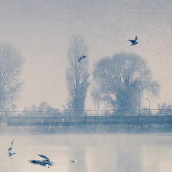 Islet of seagulls.