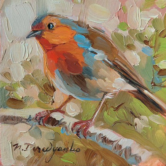 Robin bird
