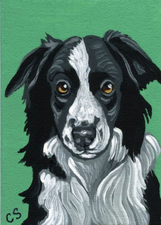ACEO ATC Original Painting Black White Border Collie Pet Dog Art-Carla Smale