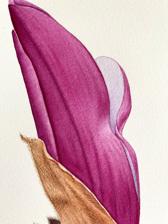 Magnolia bud