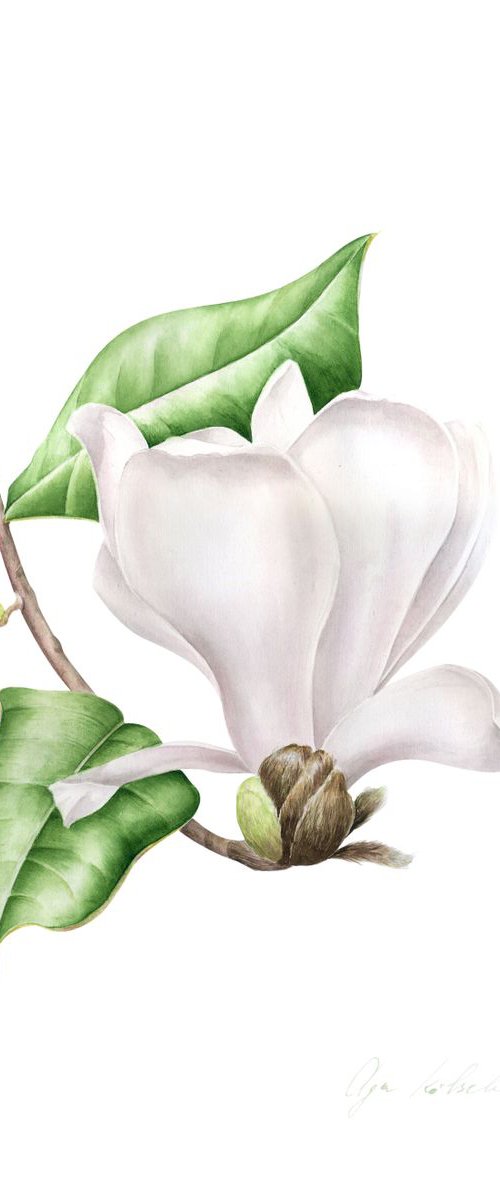 White Magnolia by Olga Koelsch