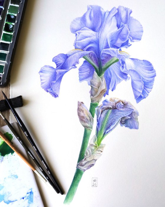 Blue Iris Front View