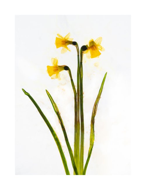 Daffodills 3 by V Sebastian