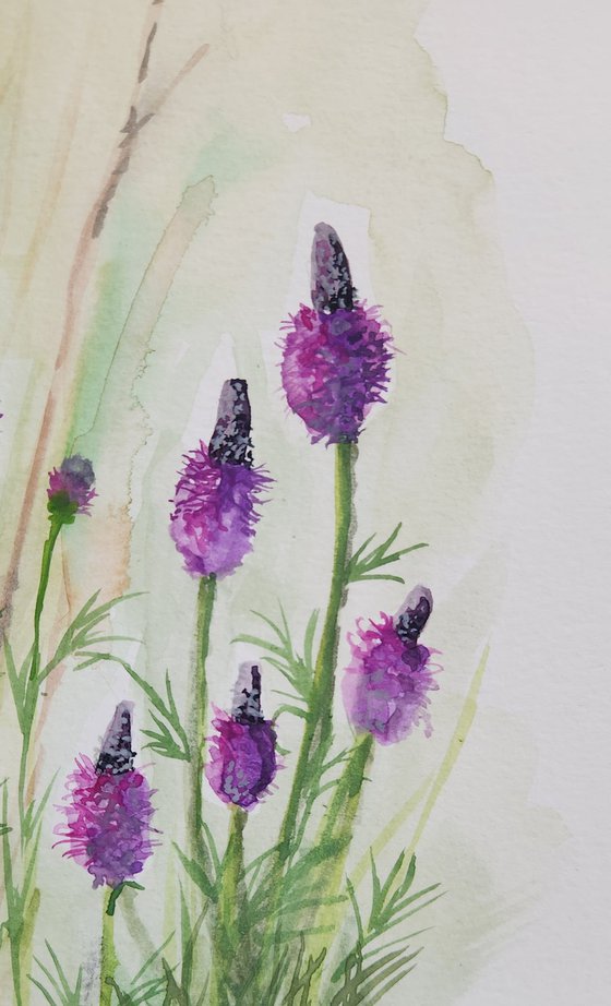 Purple Prairie Clover