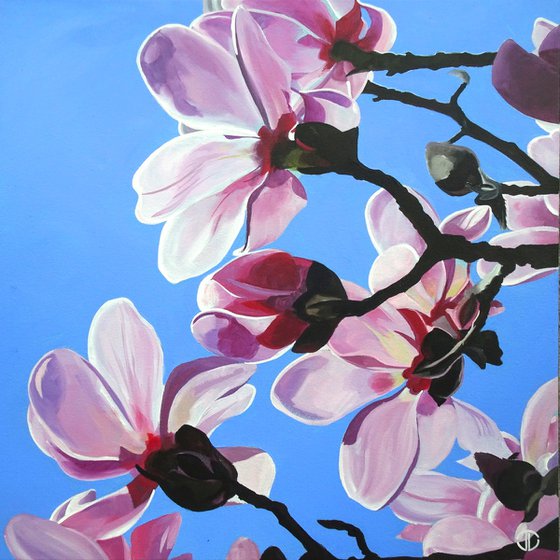 Magnolia Blossom InThe Spring Sunlight