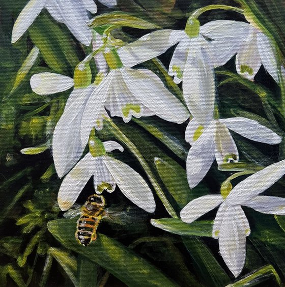 Snowdrops and Bee