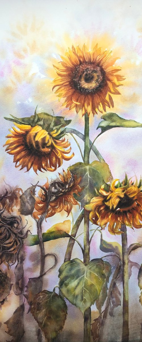 Sunflowers life cycle by Alina Karpova