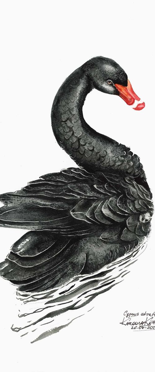 The Black Swan by Karolina Kijak