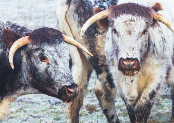 English Longhorns feeding in Winter