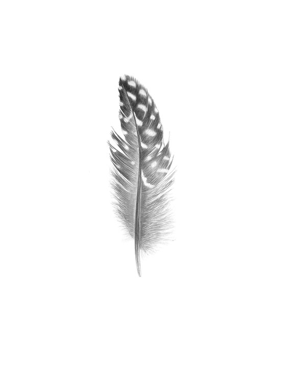 Guinea fowl feather Drawing