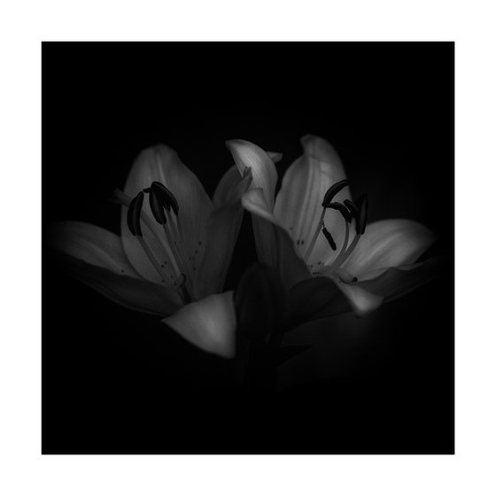 Lily Blooms Number 3 - 12x12 inch Fine Art Photography Limited Edition #1/25