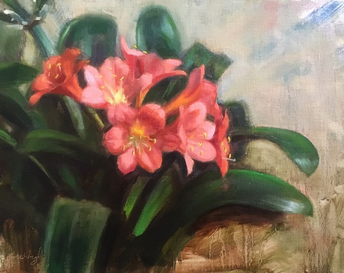 Clivia by Lee Wright