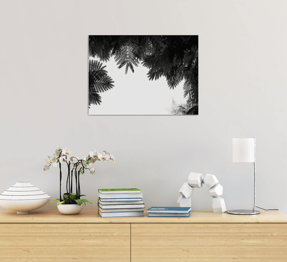 The Tree Top II | Limited Edition Fine Art Print 1 of 10 | 45 x 30 cm