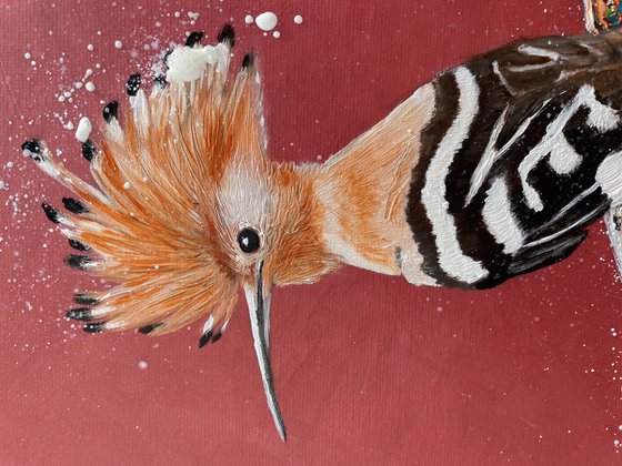 Hoopoe