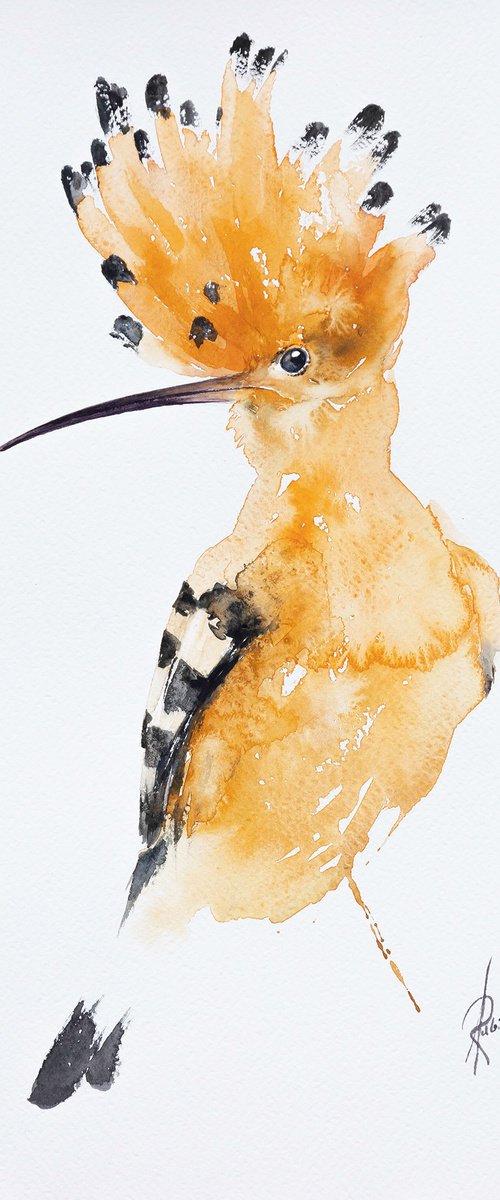 Eurasian hoopoe by Andrzej Rabiega