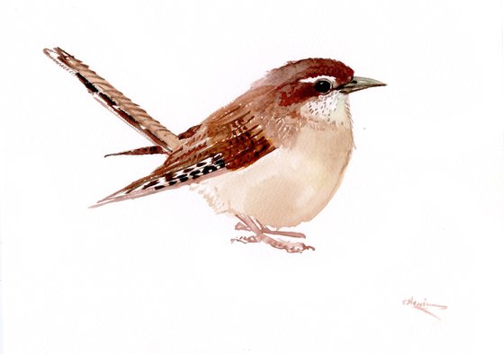 Carolina Wren