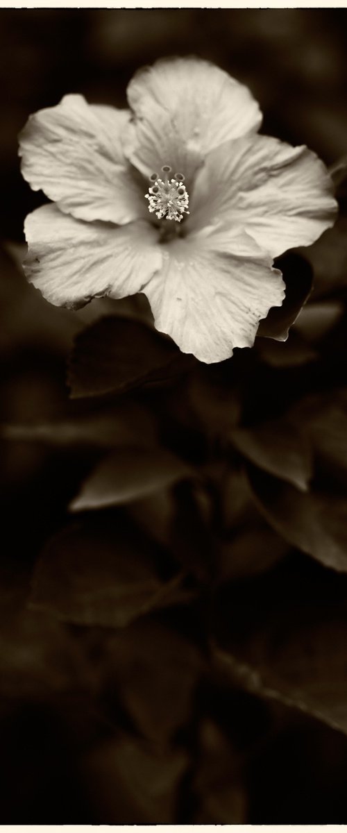 living nature 02 by Daniel Fontaine