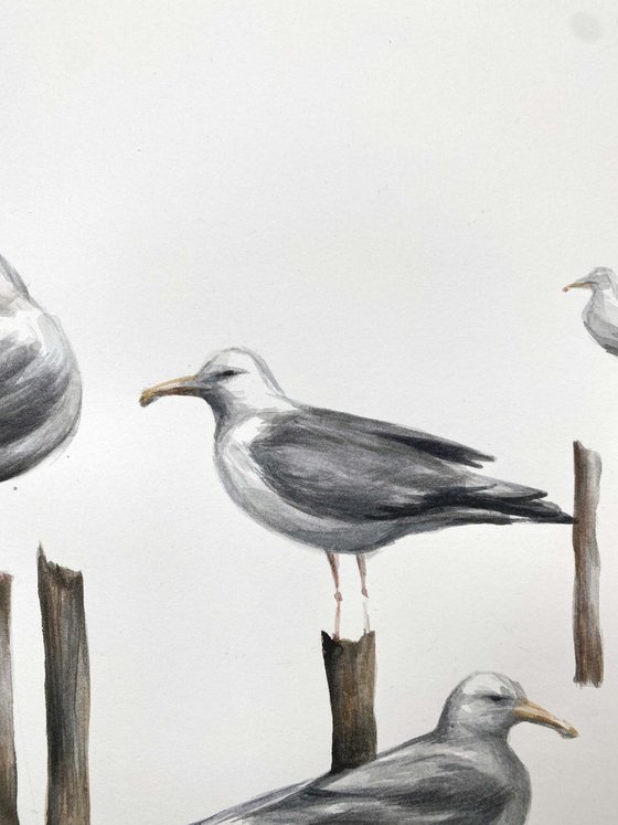 Seagulls.