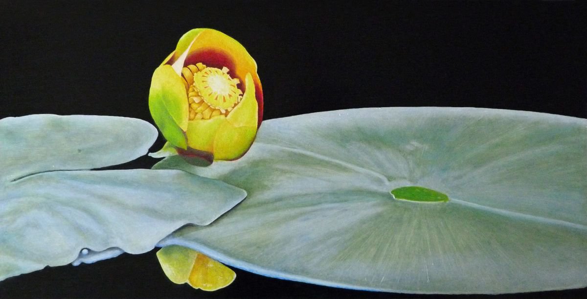 Waterlily by Norman Holmberg