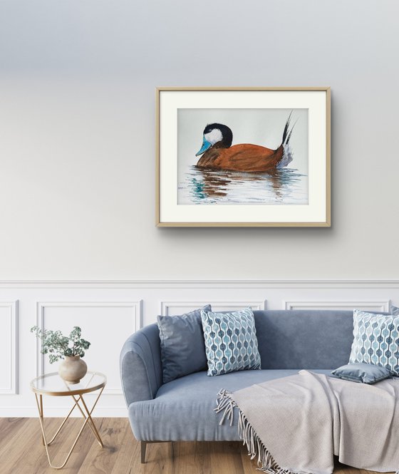 Rosse stekelstaart Ruddy Duck