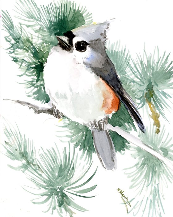 Titmouse Bird