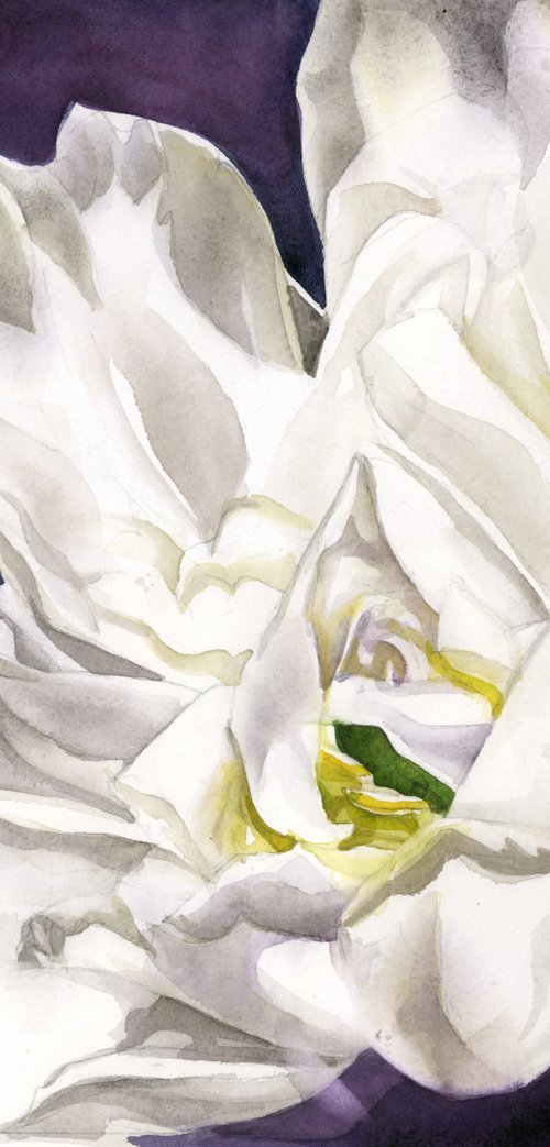 white French tulip watercolor by Alfred  Ng